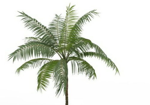 Tropical Royal Palm Tree