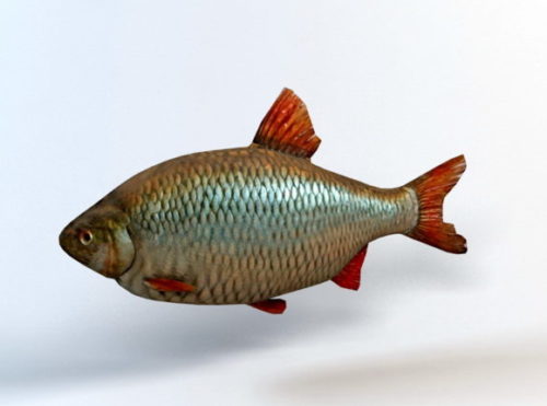 Animal Rudd Fish