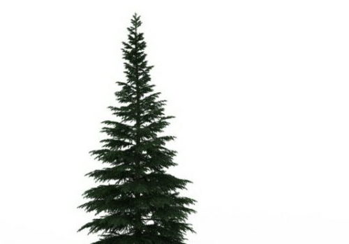 Russian Green Fir Tree