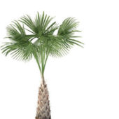 Sabal Palm Green Tree