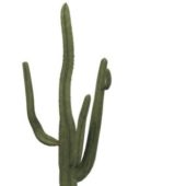 Desert Saguaro Cactus
