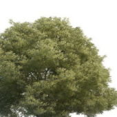 Green Salix Tree