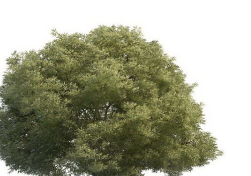 Green Salix Tree