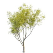 Nature Sallow Willow Tree Plant