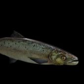 Animal Salmon Fish Rigged