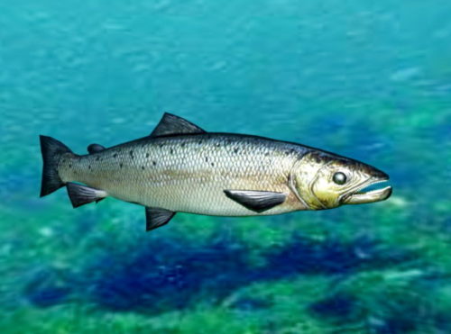 Salmon Fish Animal