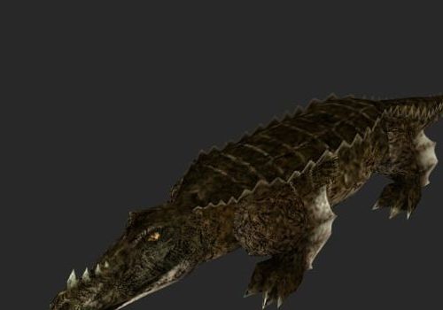 Saltwater Crocodile Alligator