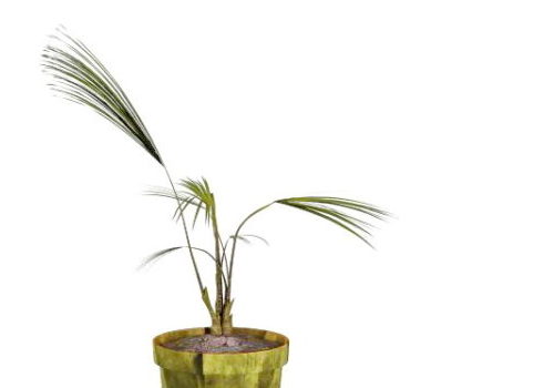 Potted Sapling Of Palm Tree