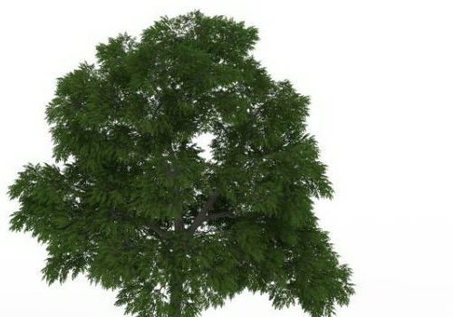 Green Sassafras Tree