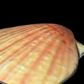 Sea Scallop Shell