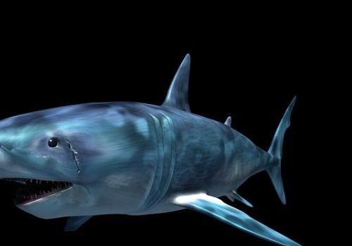 Scary Sea Shark Animal