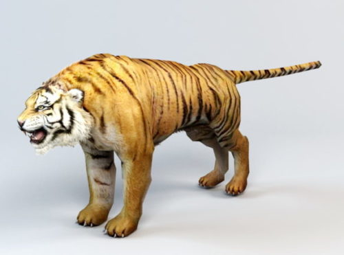Asia Tiger Animal