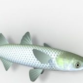 Scissortail Fish Animals