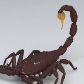 Wild Scorpion Animal