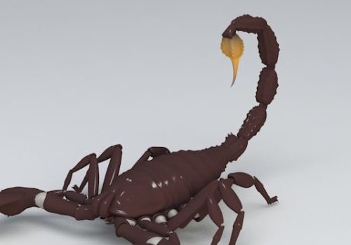 Wild Scorpion Animal