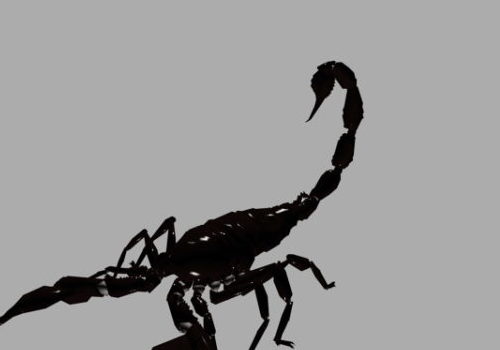 Animal Black Scorpion Rigged