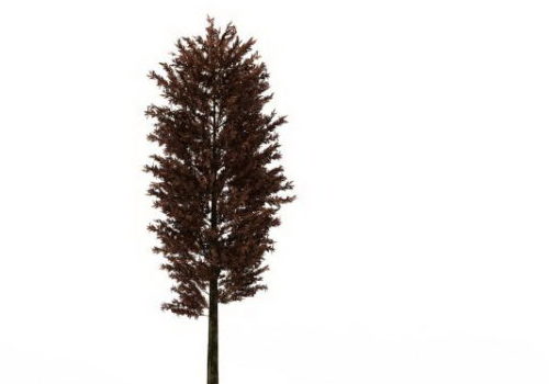 Scots Pine Tree Plant