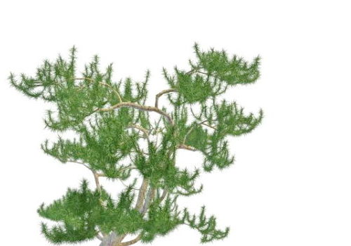 Nature Tree Scrub Mountain Pine