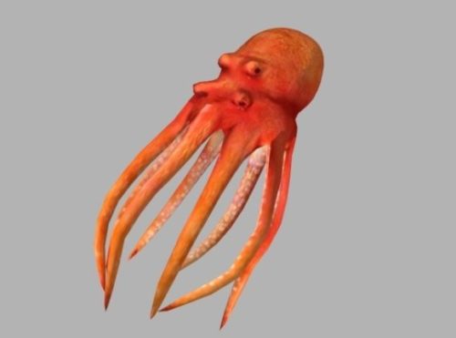 Animal Sea Octopus