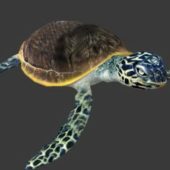 Sea Turtle Animal Rigged