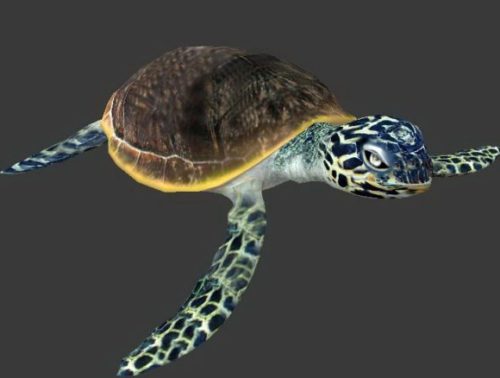 Sea Turtle Animal Rigged