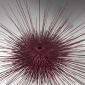 Sea Urchin Animal