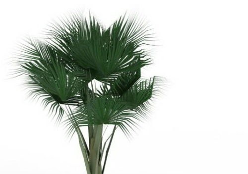 Sea Coconut Palm Green Tree