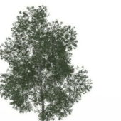 Shamel Ash Green Tree