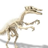 Shantungosaurus Dinosaur Skeleton Animals