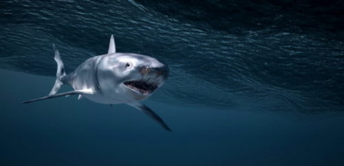Animal Shark Underwater