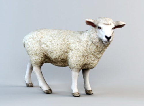 Animal Sheep Low Poly