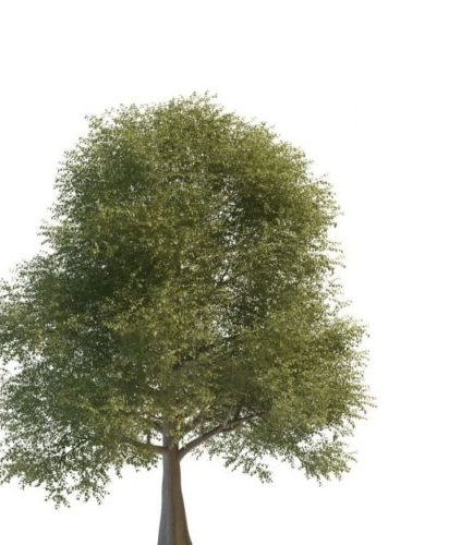 Green Silver Elm Tree