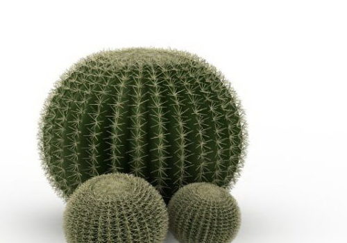 Silver Ball Cactus Plant