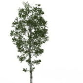 Garden Silver Birch Tree