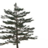 Western Silver Fir Tree