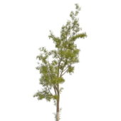 Nature Silver Leaf Poplar Tree