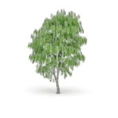 Tree Silverleaf Poplar