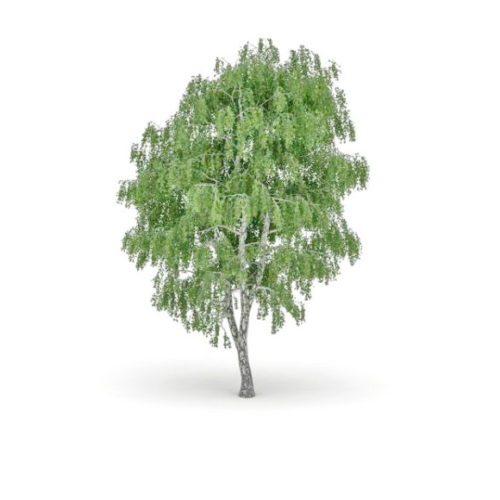 Tree Silverleaf Poplar