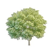 Nature Simple Topiary Tree