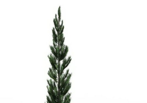 Green Sitka Spruce Tree