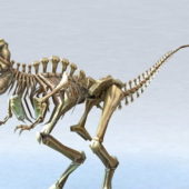 Skeletal T-rex | Animals