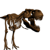 Skeleton Dinosaur Bones | Animals