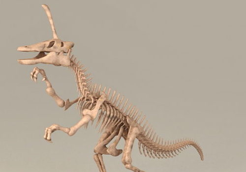 Skeleton Bones Of Dinosaur | Animals