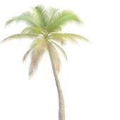 Nature Slanted Palm Tree