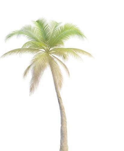 Nature Slanted Palm Tree
