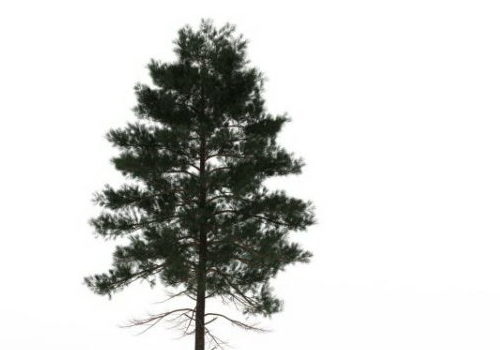 Nature Slash Pine Tree