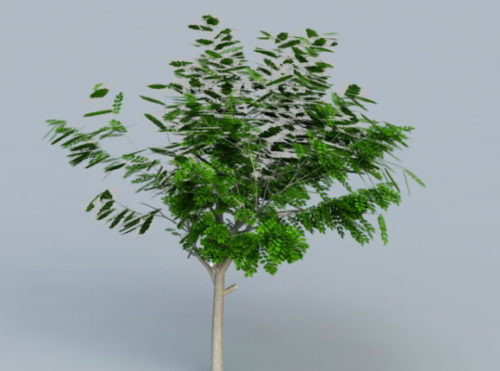 Small Acacia Tree Plant