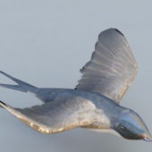 Small Bird Flying Animal