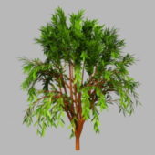 Garden Small Willow Tree