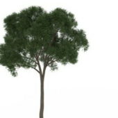 Small Coniferous Green Tree